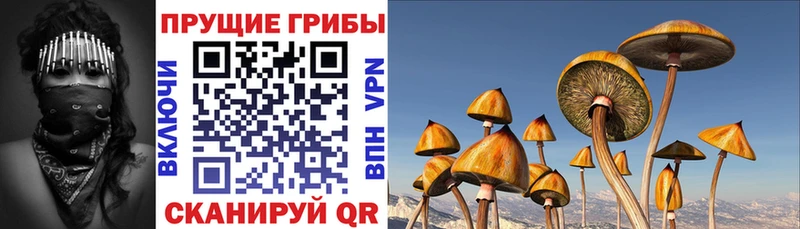 Псилоцибиновые грибы мицелий Бабаево